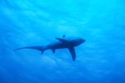 5日4夜-宿霧Malapascua長尾鯊Thresher Shark(自由行出發)
