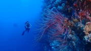 [香港/帛琉/香港] 直航 Palau Dive Package 6日5晚 *自由行出發*