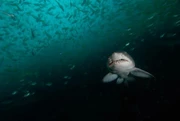 墨西哥 SOCORRO ISLAND 船上住宿 *自由行出發* (價錢不包括機票)