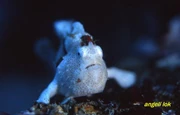 Puerto Galera Diving Package (Free Departure)