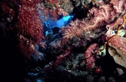 5 Day 4 Night Bohol (Via Manila) Diving Package 