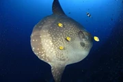 5日4夜峇里島Safari 潛水旅遊(自由行出發)
