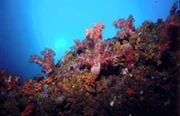 泰国-斯米兰Similan-船潜 6日5夜 *自由行出发* (价钱不包括来回机票)