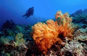 斐濟FIJI ISLAND 8日Reef & Shark Dive *自由行出發*