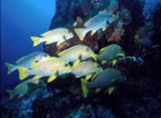  9日7夜 馬爾代夫-船潛 Maldives Male, Ari Atoll (自由行出發)