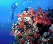 埃及紅海船潛-(北部紅海)沉船Thistlegorm,Ras Mohamed國家公園(自由行出發)