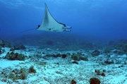 2026-2027船上住宿 (Tubbataha Reefs,Sulu Sea) *自由行出發*