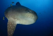 暑期出發 - 峇里島東北方 Tulamben + Mola Mola Dive 6日5夜