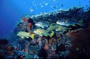 印尼-Sangalaki 聖加拉奇 Derawan,Kakaban,Maratua 7晚船上住宿 6至8月 *自由行出發* (不包括來回機票)