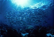 復活節- 保和島-潛水旅遊 5日4夜4月18-22日,  6日5夜18-23日2019