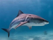 馬爾代夫-下潛赤道-Fuvahmulah-鯊Shark Diving (自由行出發)