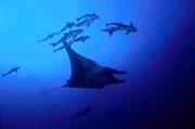 5日4夜 - 布吉 Khao Lak - Similan Island 潛水旅遊 *自由行出發*