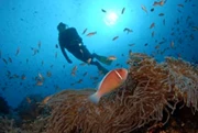 峇里島 Safari Diving 東北方 Tulamben+Mola Mola 6日5夜 *自由行出發*