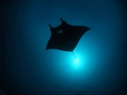 *聖誕節, 農曆新年, 復活節* 印尼西巴布-四皇島 RAJA AMPAT 船上住宿 (價錢不包括來回機票)