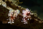 印尼 Lembeh 藍碧海峽-微距攝影天堂 7日5晚 *自由行出發*