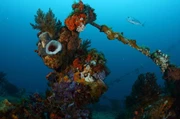 菲律賓-巴拉望 Palawan Coron-沉船潛4晚-Resort Wreck Diving Package *自由行出發*