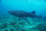 *團體出發* 2026年1月18-25日 馬爾代夫7晚船上住宿 - 下潛Central Atoll -North Male-Ari-Vaave- South Male (價錢不包括機票)