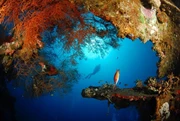 *中秋節* Bali 峇里島 9月出發 Safari Diving東北方Tulamben+Mola Mola 6日5夜