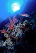 *中秋節* Borneo Divers Resort 馬寶島-詩巴丹-5晚 Resort Dive Package