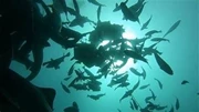 日本千葉縣-館山潛水-鯊魚風暴 5日4晚 (參加者可以優惠價在港參加乾衣課程)