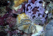 [復活節] 菲律賓 Puerto Galera & 阿尼洛 Anilao Dive Package