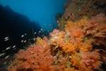 帛琉 Palau Dive Package 10-15 Oct 2025 (6日5晚)