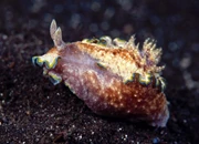 復活節 Komodo Island - 科摩多巨蜥島 - 5 晚船上住宿 Liveaboard Diving *自由行出發*