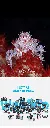 1743151225574928.webp