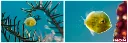 ucl90m67_aosahagi.webp